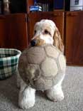 It is my ball!